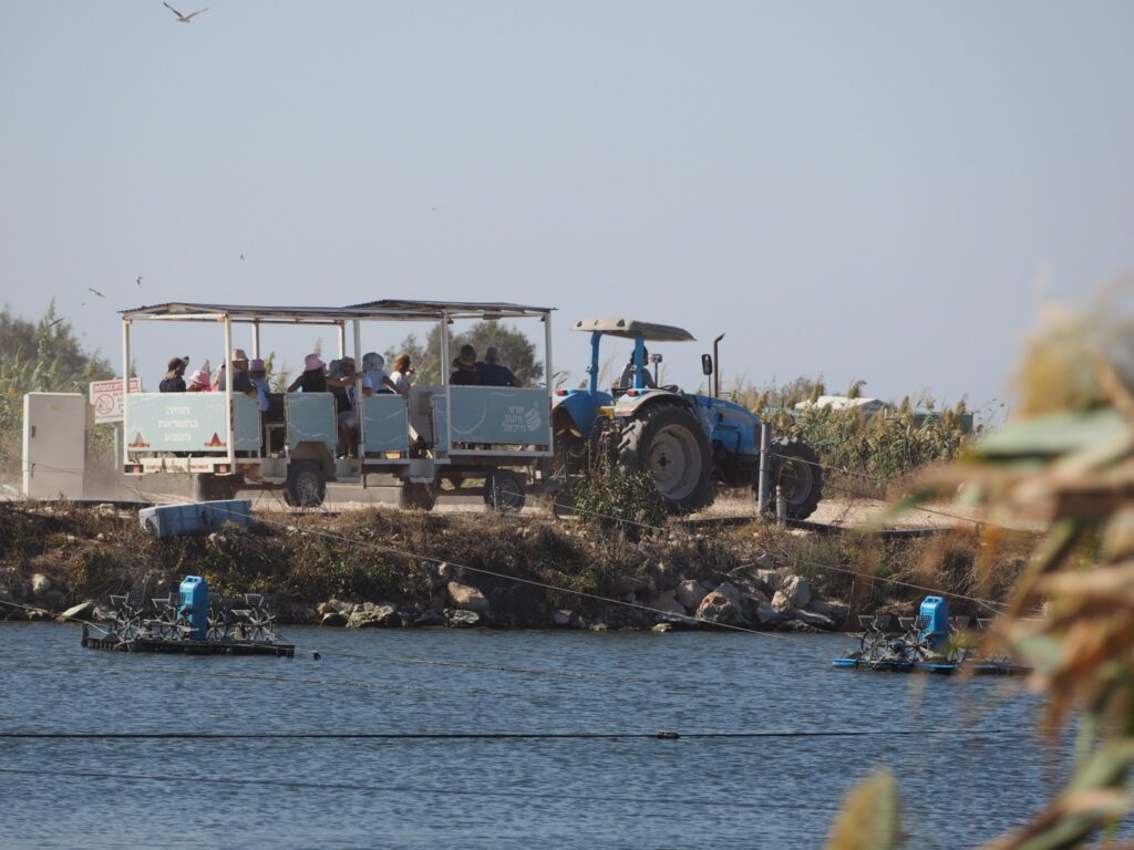 מטיילים בנסיעה בטרקטור בפארק הצפרות מעגן מיכאל ליד בריכות הדגים