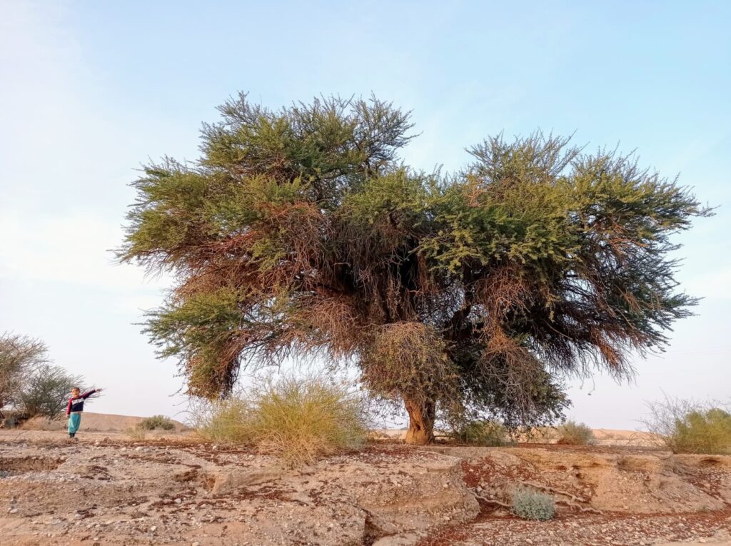 עצים ושיחים שמורת שיזף 