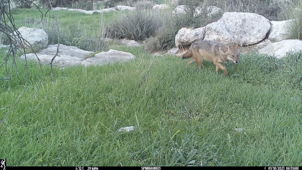 תן במצלמת רשת ליד בית שמש 