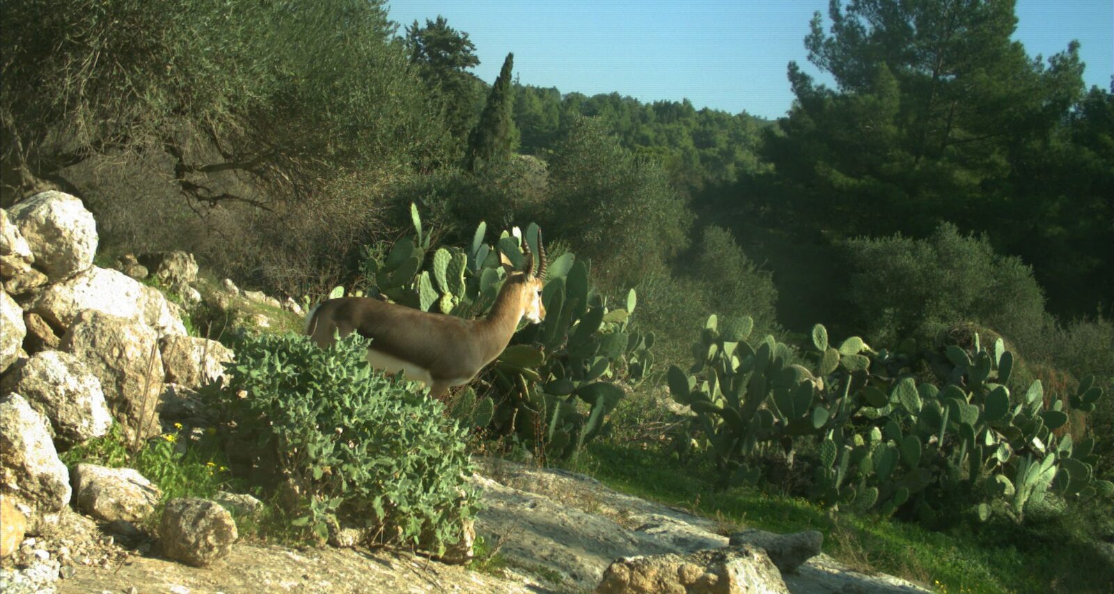 צבי במצלמת רשת ליד בית שמש