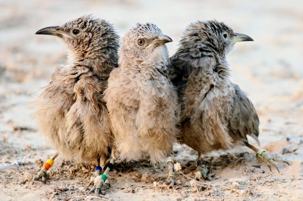זנבנים צעירים מטובעים, שמורת נחל שיזף