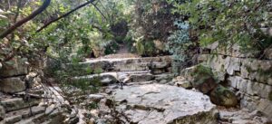 צמחיה ואבנים בנחל בוסתן בכרמל