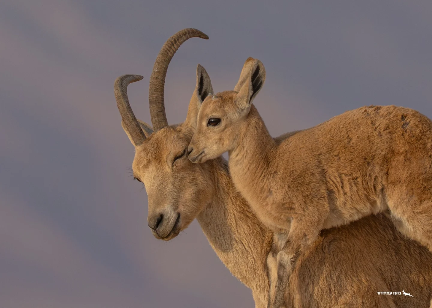 עופר ויעל בתמונה קרובה נראה כמו מעין חיבוק בינהם.
