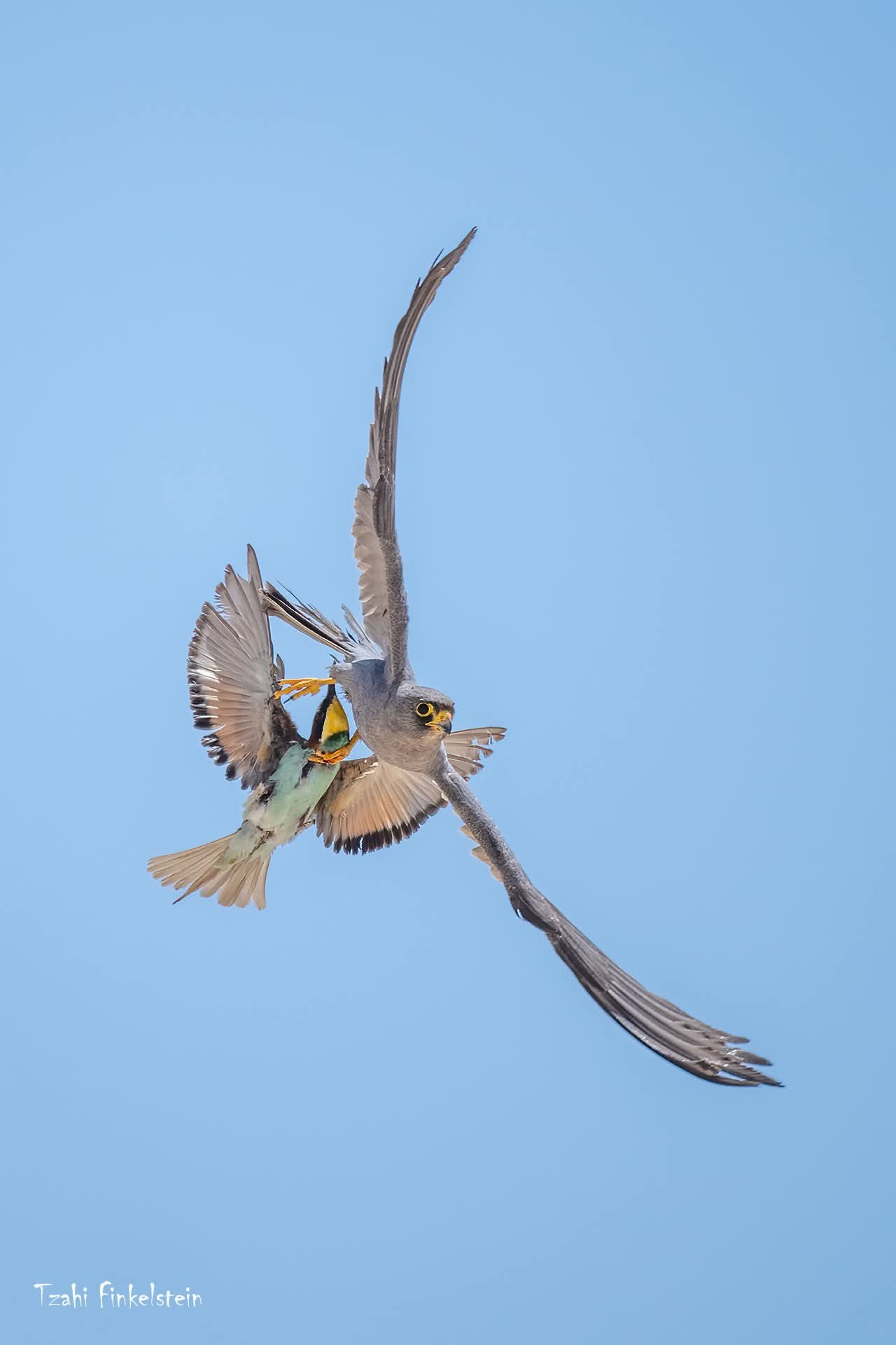 בז שחור תופס שרקרק בזמן מעוף