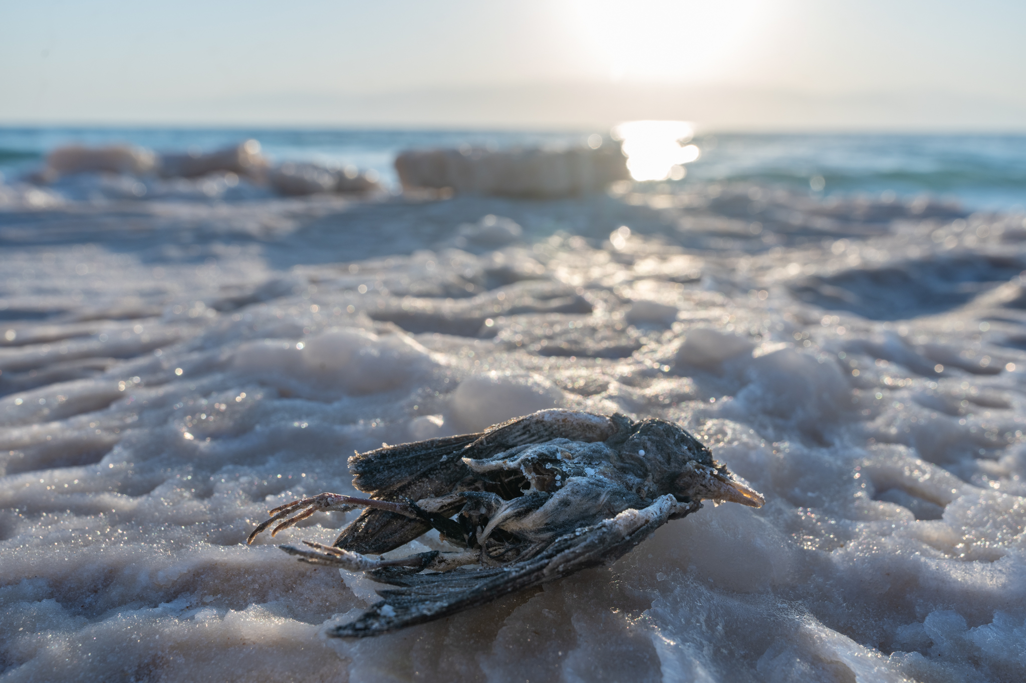 ציפור מתה במהלך עונת הנדידה, נמצאת על גבישי מלח בים המלח