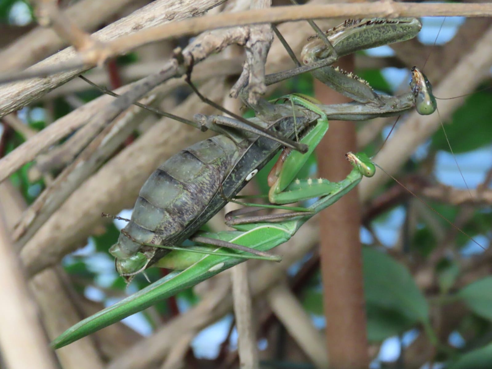 הזדווגות של גמל שלמה
