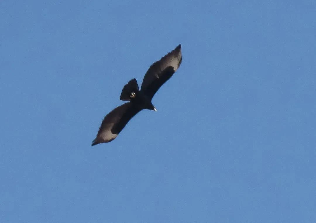 עיט שחור בהרי אילת