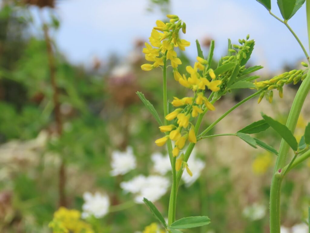 הפרח דבשה הדורה - מין נדיר ביותר בקרקעות עמוקות 