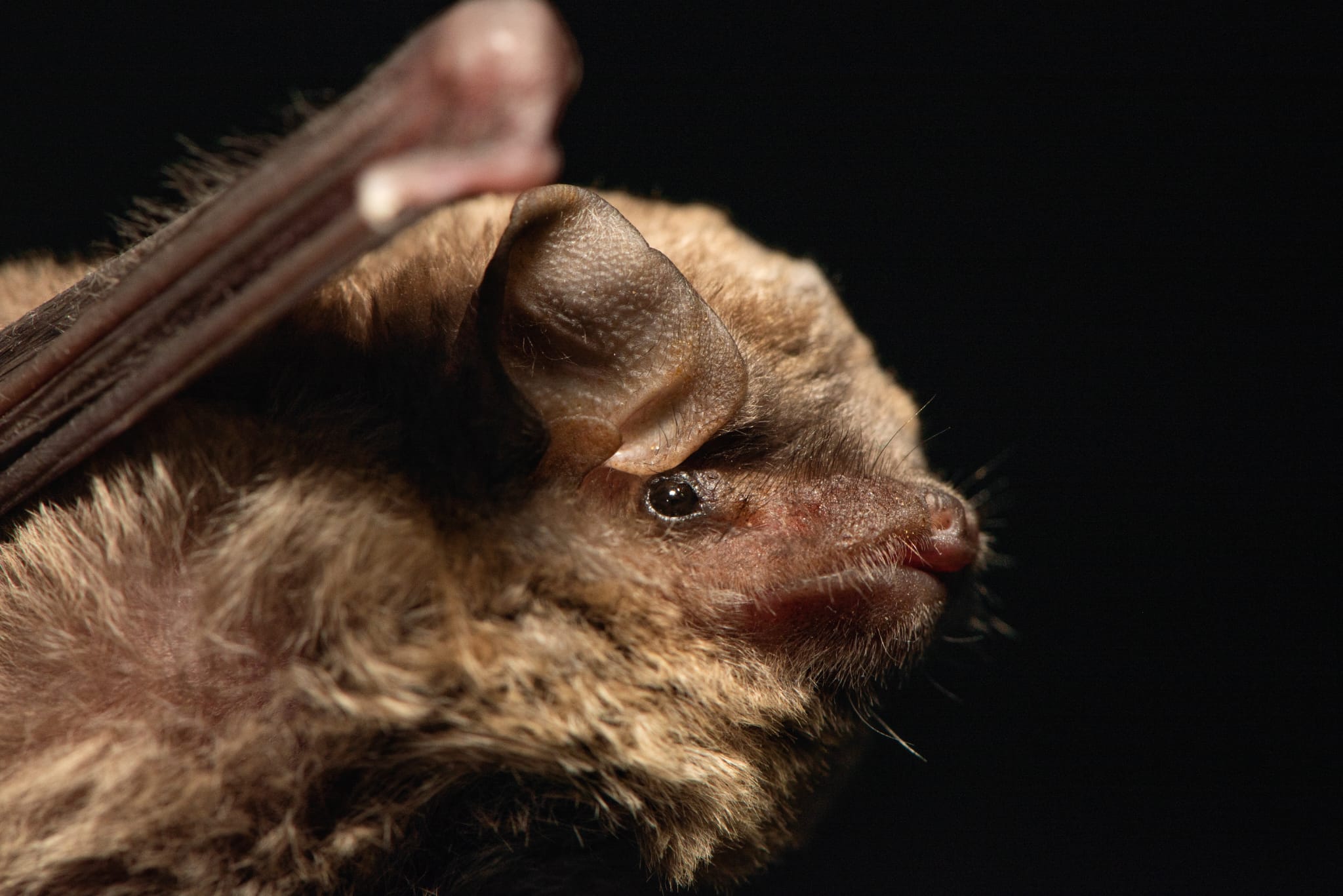 עטלף מסוג כנפן