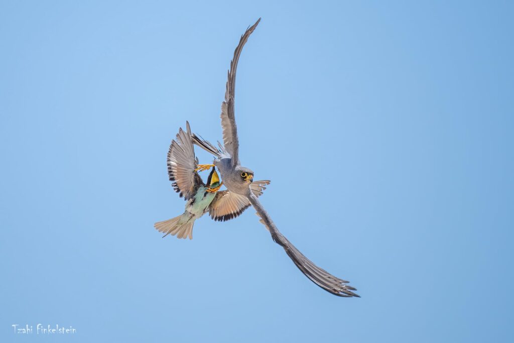 בז שחור תופס שרקרק בזמן מעוף