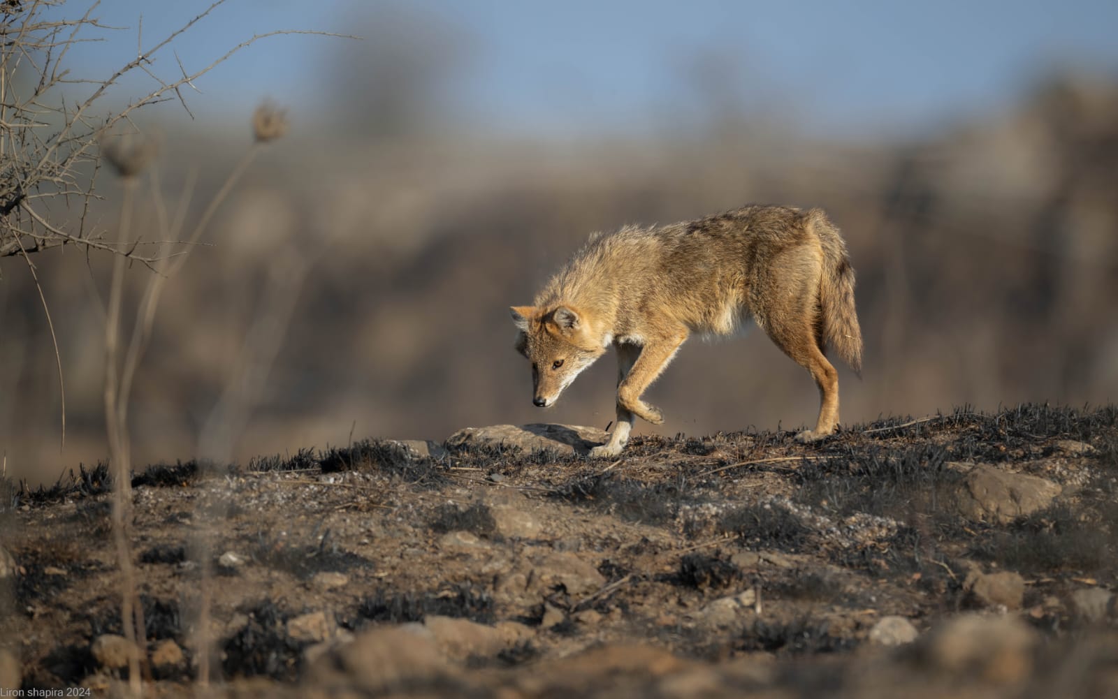 תן בשטח שרוף בגולן בעקבות המלחמה בצפון