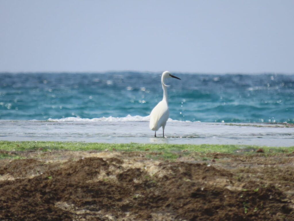 ציפור לבנית קטנה צדה דגים על חוף הים בנהריה