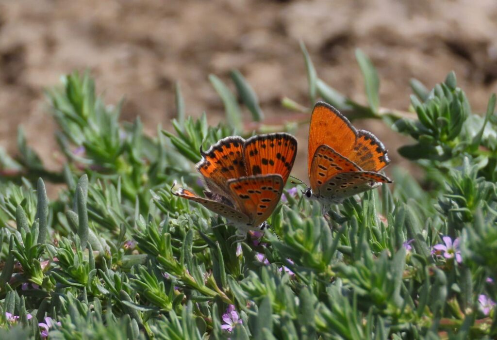 זוג פרפרי נחושתן החומעה בחיזור על שנית קטנת-עלים בנהריה 