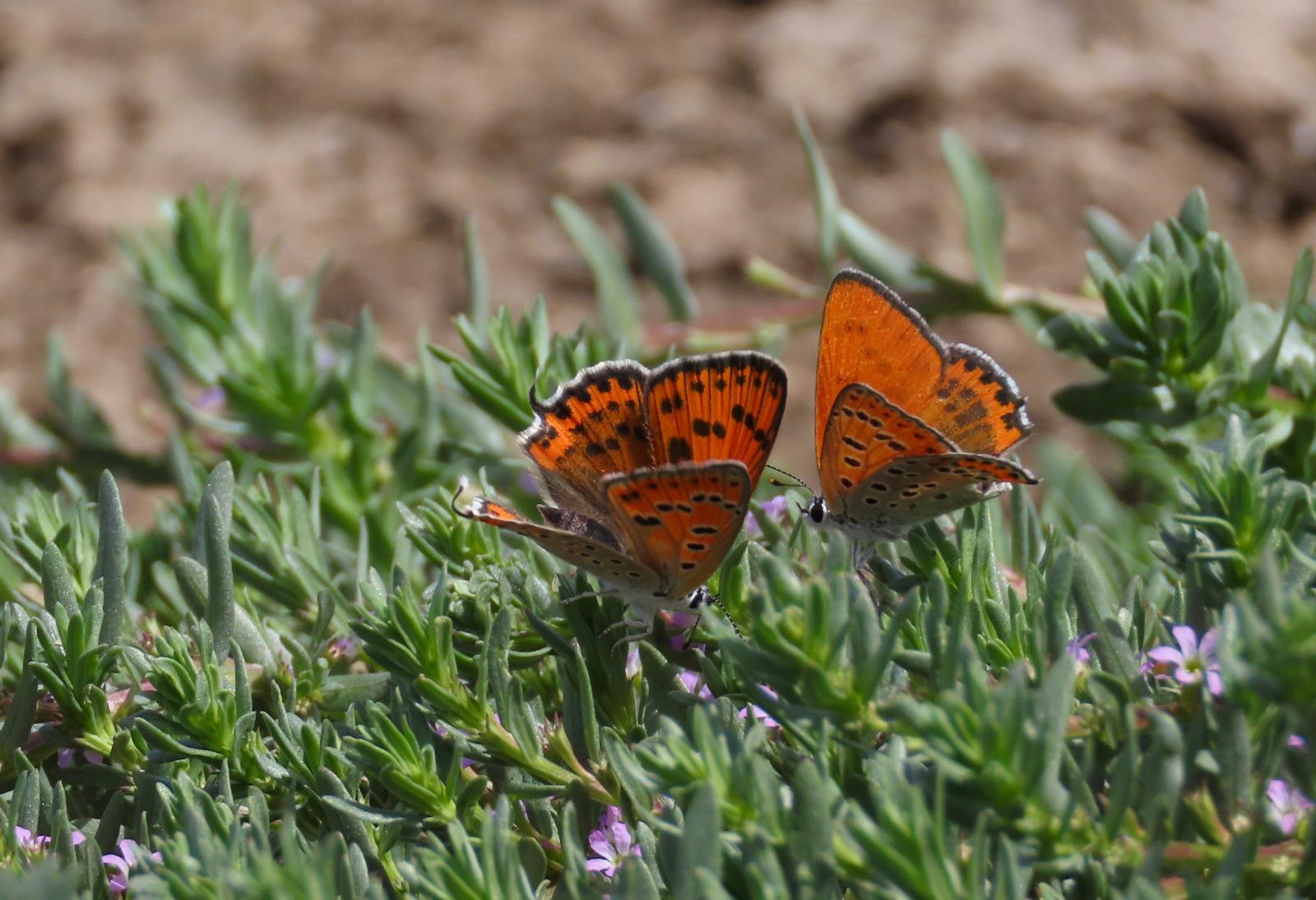 זוג פרפרי נחושתן החומעה בחיזור על שנית קטנת-עלים בנהריה