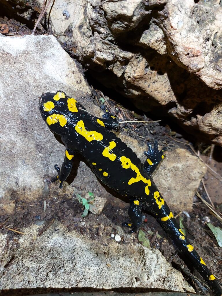 סלמנדרה עומדת על אבן