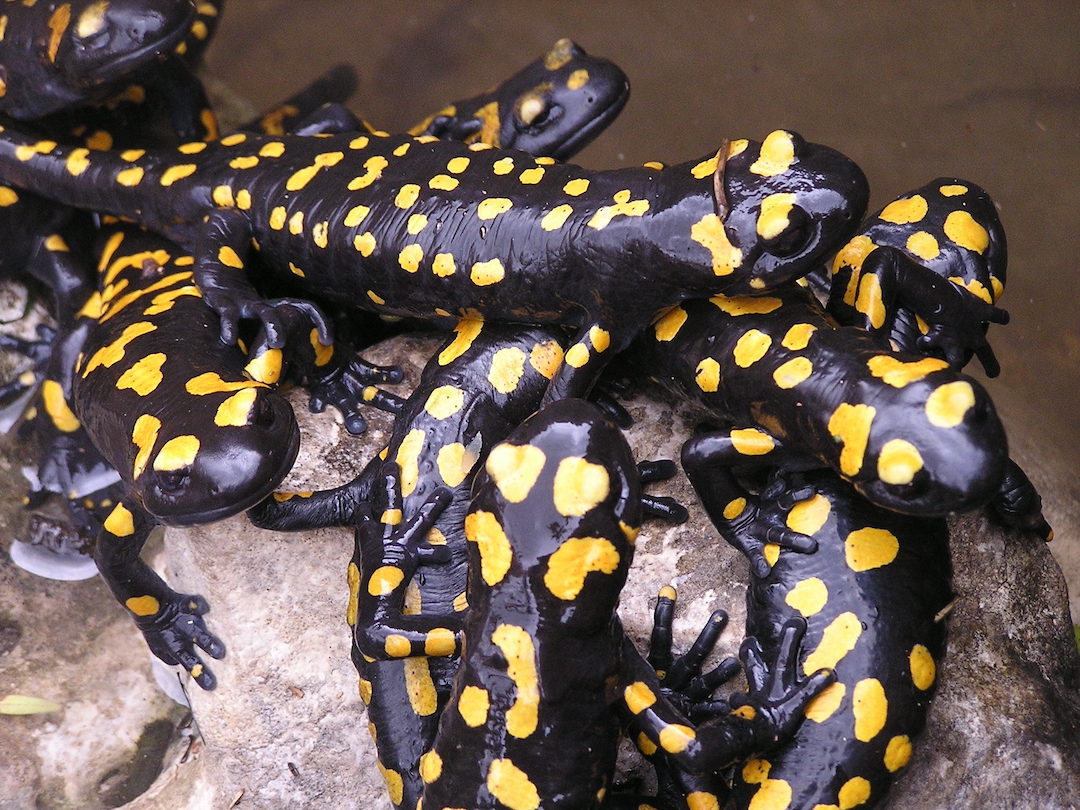 קבוצה של סלמנדרות עומדות בצפיפות על אבן