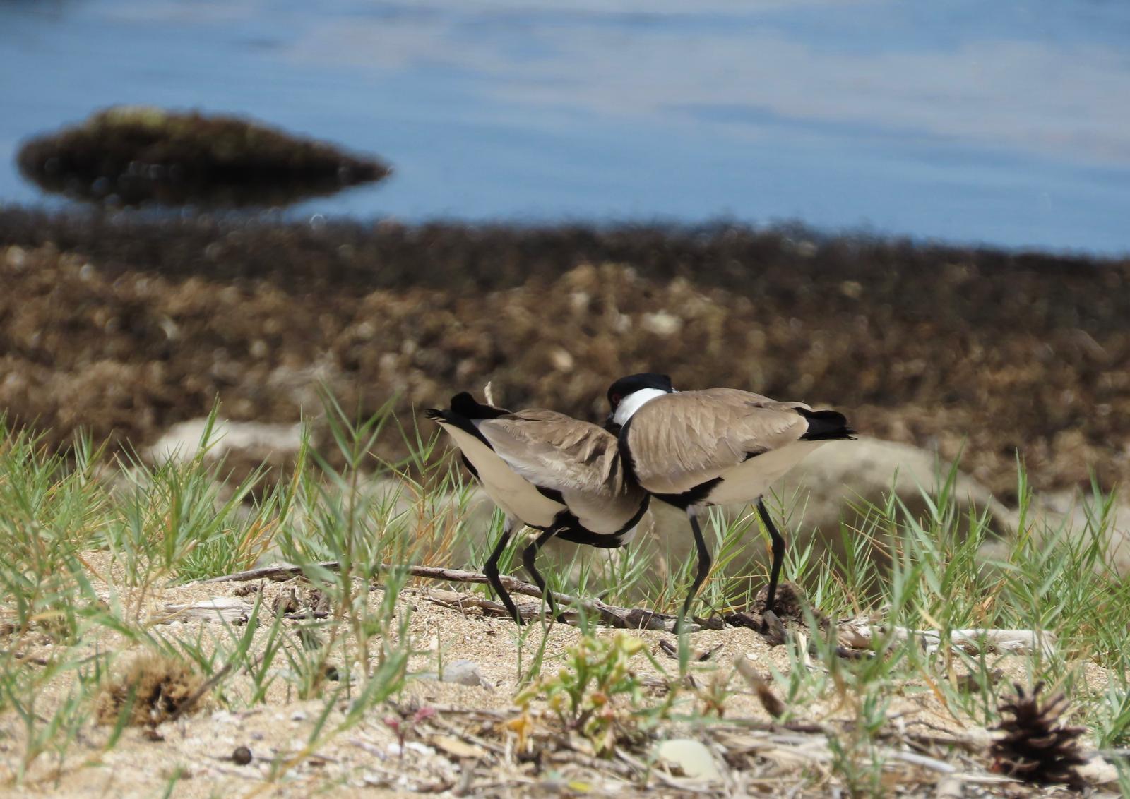 זוג סיקסקים מחליפים משמרת בקן על חוף הים בנהריה
