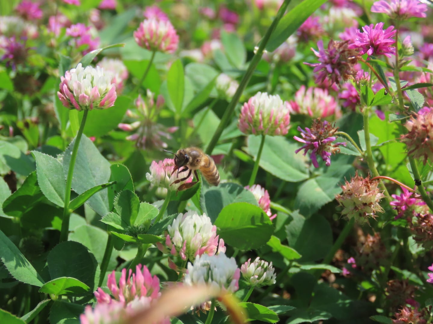 מרבד תלתן באזורי החקלאות בנהריה