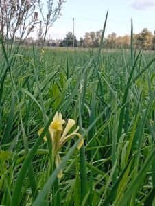 צילום מקורב של אירוס הביצות באחו נוב ברמת הגולן