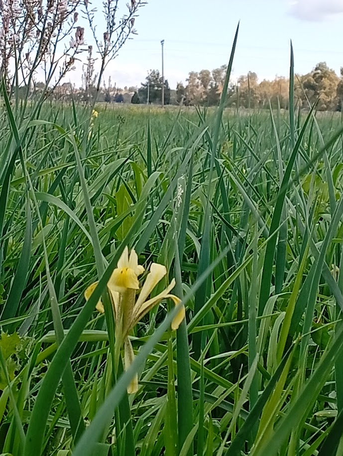צילום מקורב של אירוס הביצות באחו נוב ברמת הגולן