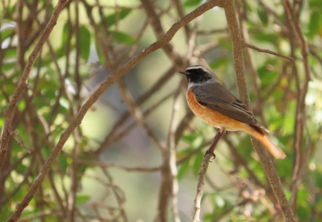 חכלילית עצים בין ענפים 