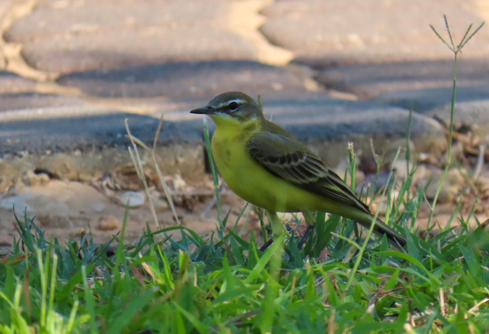 נחליאלי צהוב