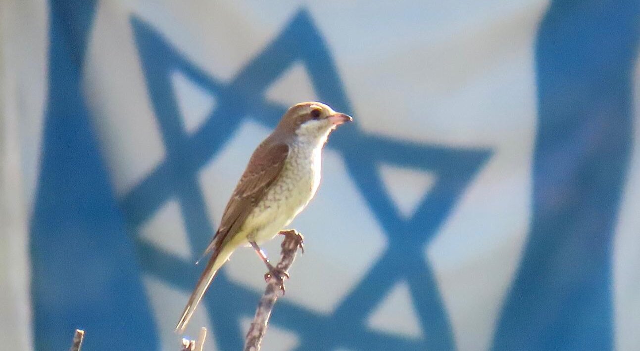 חנקן אדום-גב צעיר שעצר למנוחה בעת הנדידה בפארק הדקלים בעיר רחובות, על רקע דגל ישראל