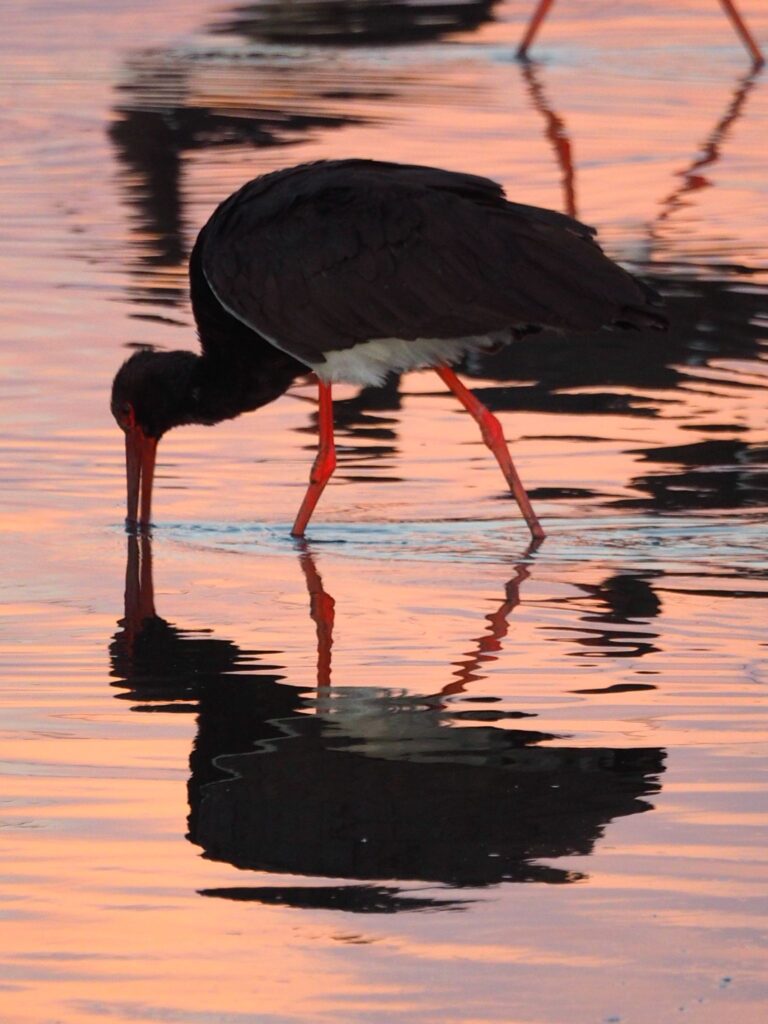 חסידה שחורה בשקיעה בשמורת הדיפלה 