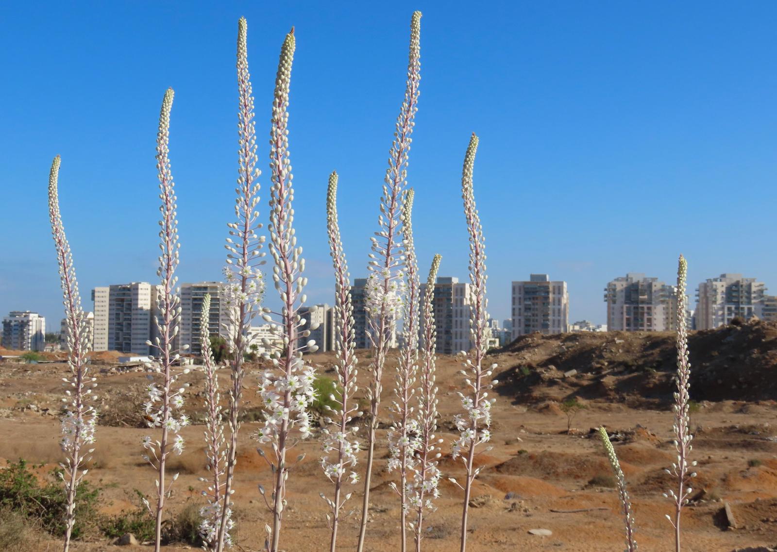 חצבים בגבעת החבצלות ברחובות