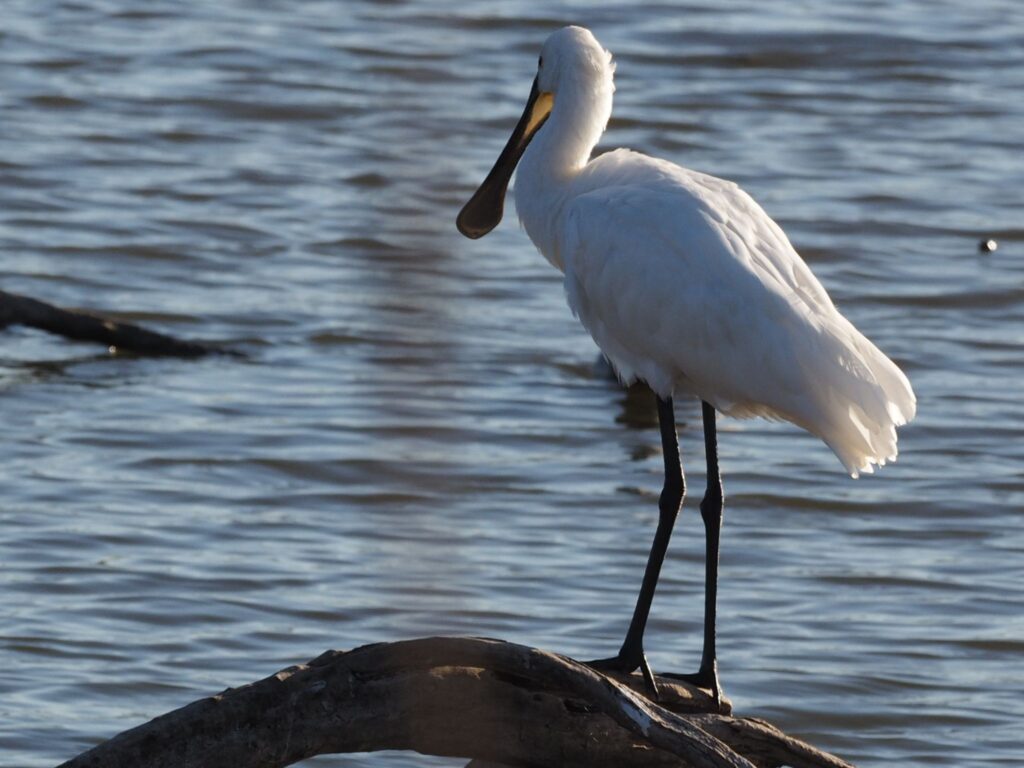 כפן מהגב ליד המים 