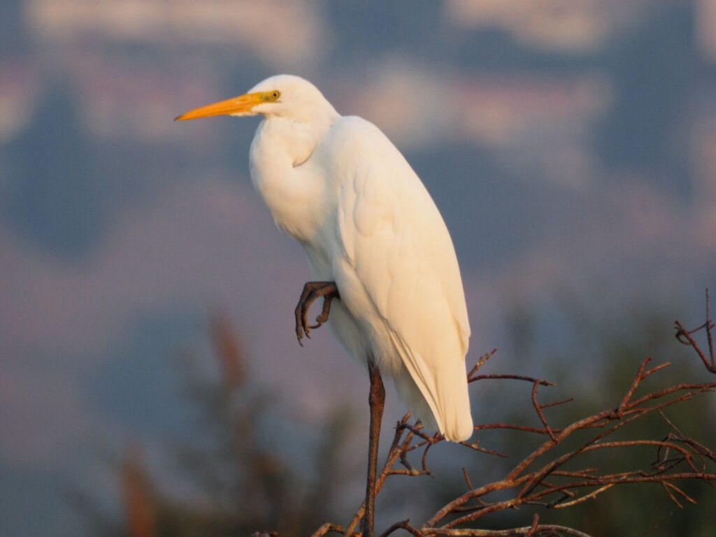 לבנית גדולה בשמורת הדיפלה 