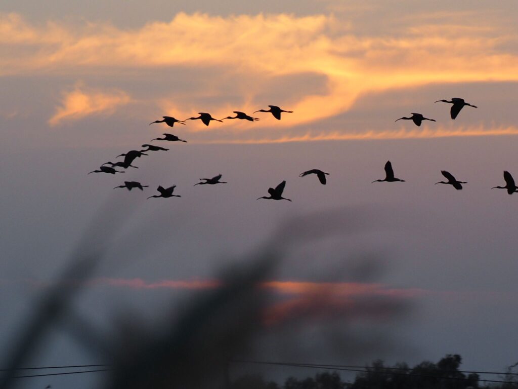 להקת מגלנים עפים בשקיעה בשמורת הדיפלה 