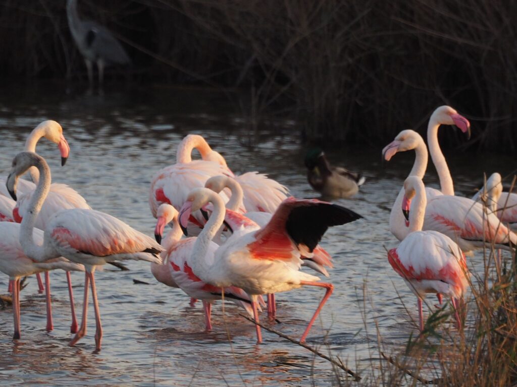 להקת פלמינגואים במים בחוף כרמל 