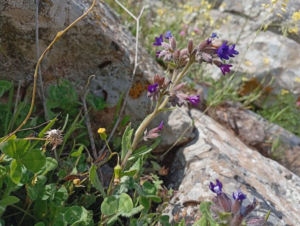 תקריב של פריחת חורף גולנית באחו נוב ותולעת על הפרח 