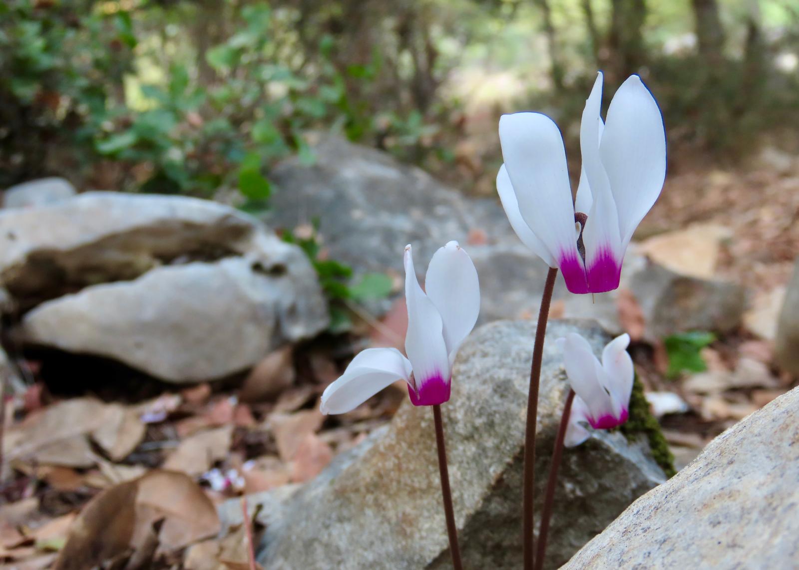 רקפת מצויה (היסטרנטית) הפורחת בסתיו ללא עלים