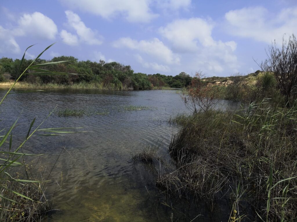 תמונה של נחל שקמה בשפך שלו זורם 