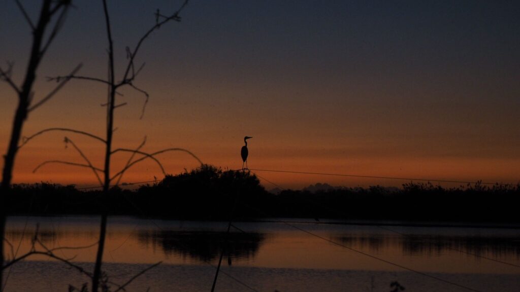 שקיעה בביצת שפך נחל דליה עם אנפה ברקע 