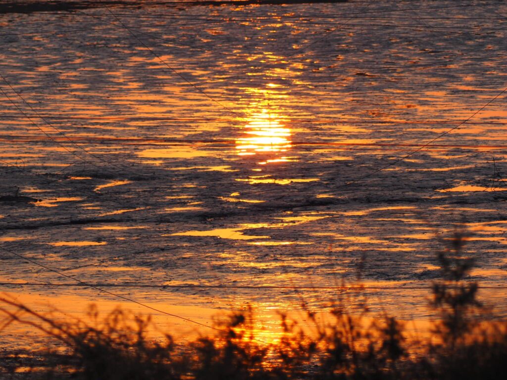 שקיעה בבריכת דגים בשמורת הדיפלה 