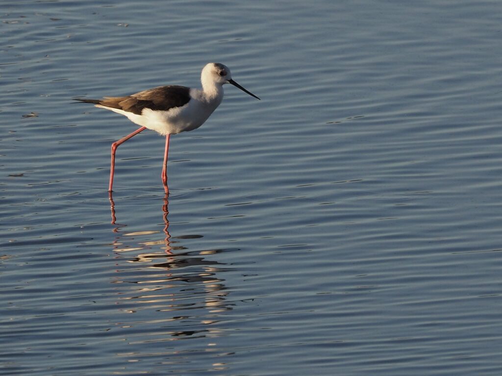 תמירון משכשכך במים בשמורת הדיפלה 