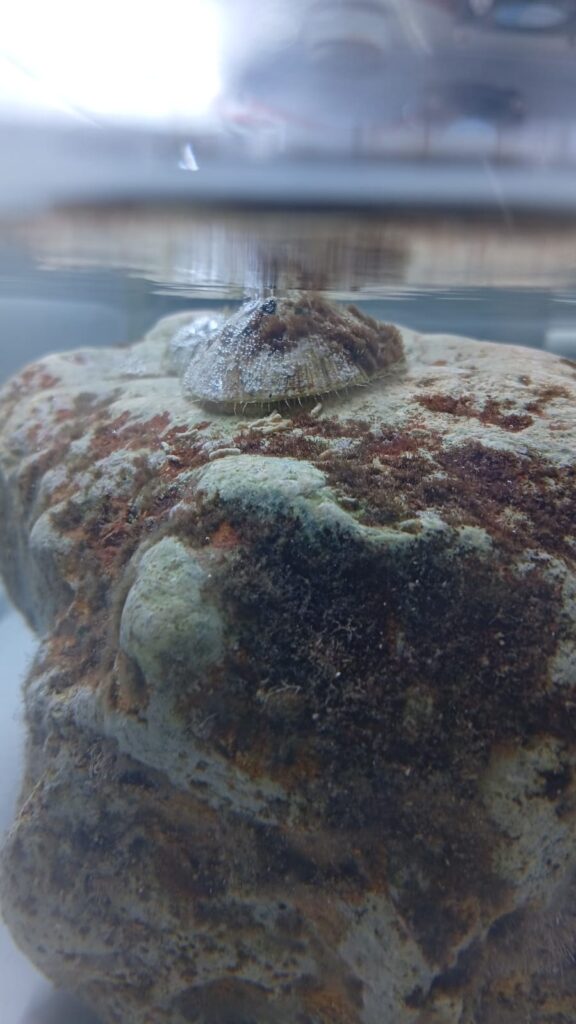 קונכיה של חילזון ממין צלחית