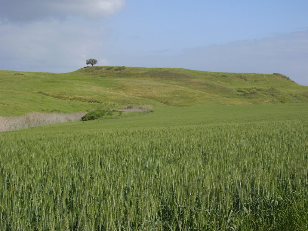 תל נגילה פרוח וירוק צילום מרחוק ועץ האשל הבודד שעוד עמד 