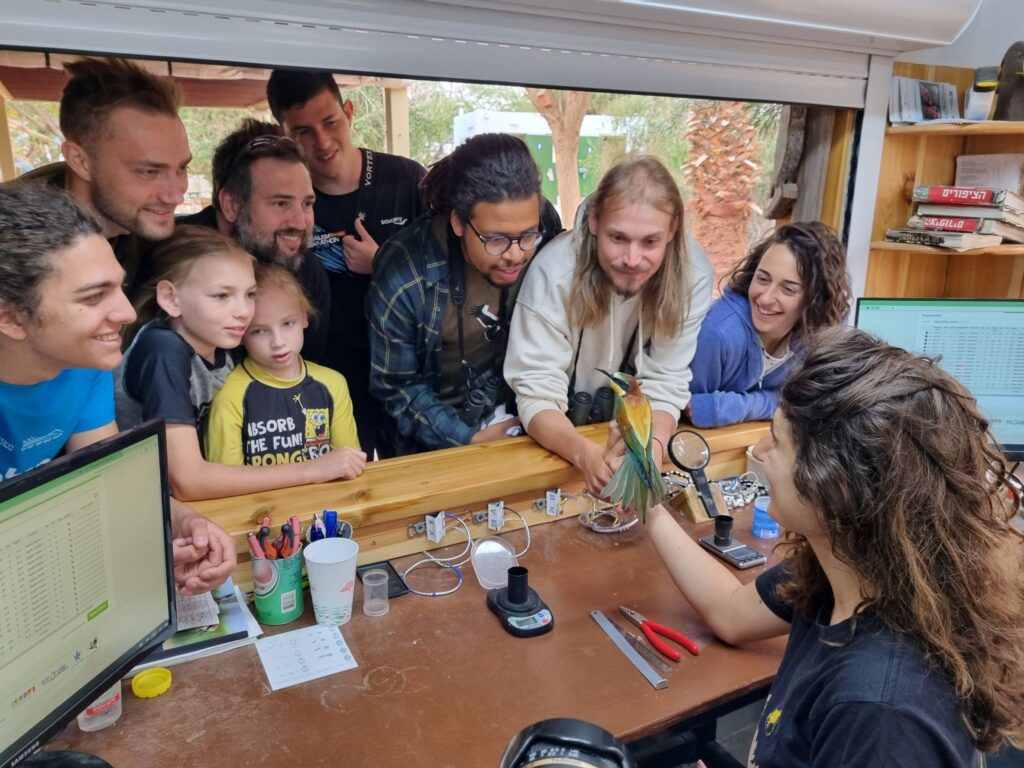 טיבוע עם קהל בפארק הצפרות באילת 