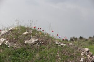 פריחה באיזור תות אליקים