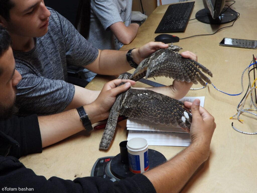 צפרים ומטיילים בטיבוע של תחמס אירופי בתחנה לחקר ציפורים בירושלים 