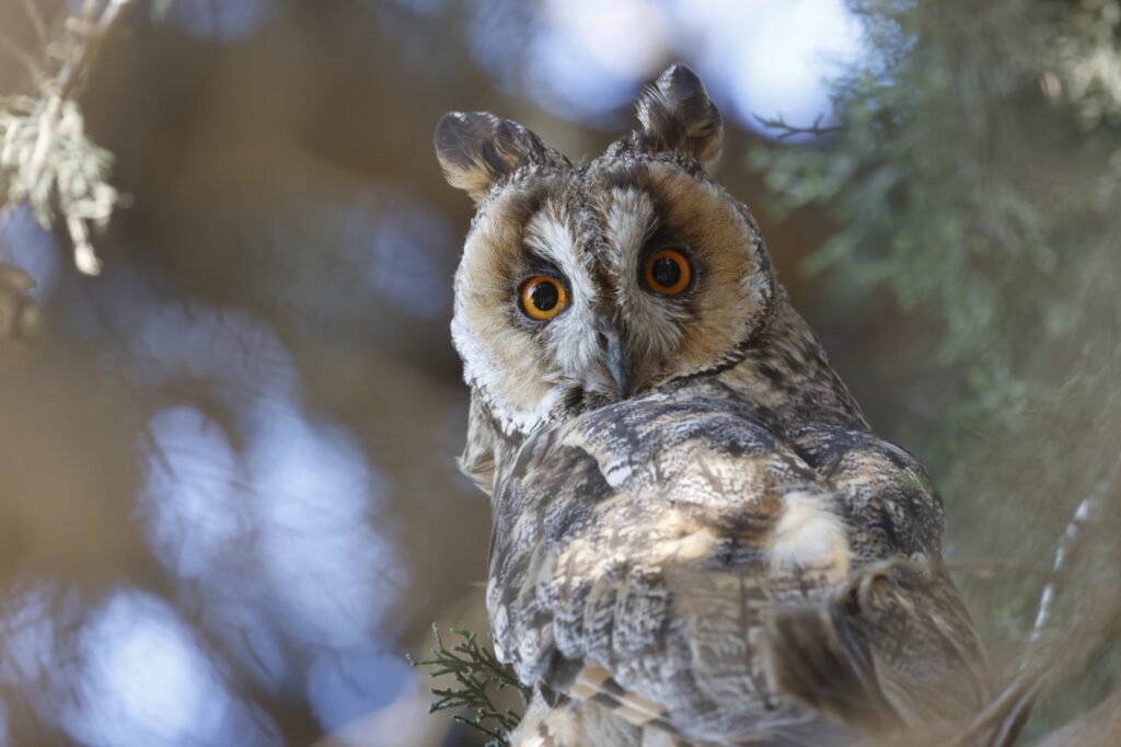 ינשוף עצים בתחנה לחקר ציפורים בירושלים 