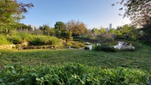 פריחה וירוק בבריכת המסתור בתחנה לחקר ציפורים בירושלים