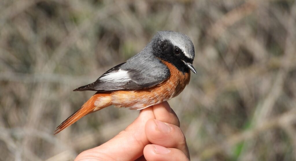 חכלילית עצים בתחנה לחקר ציפורים בירושלים על כף יד 