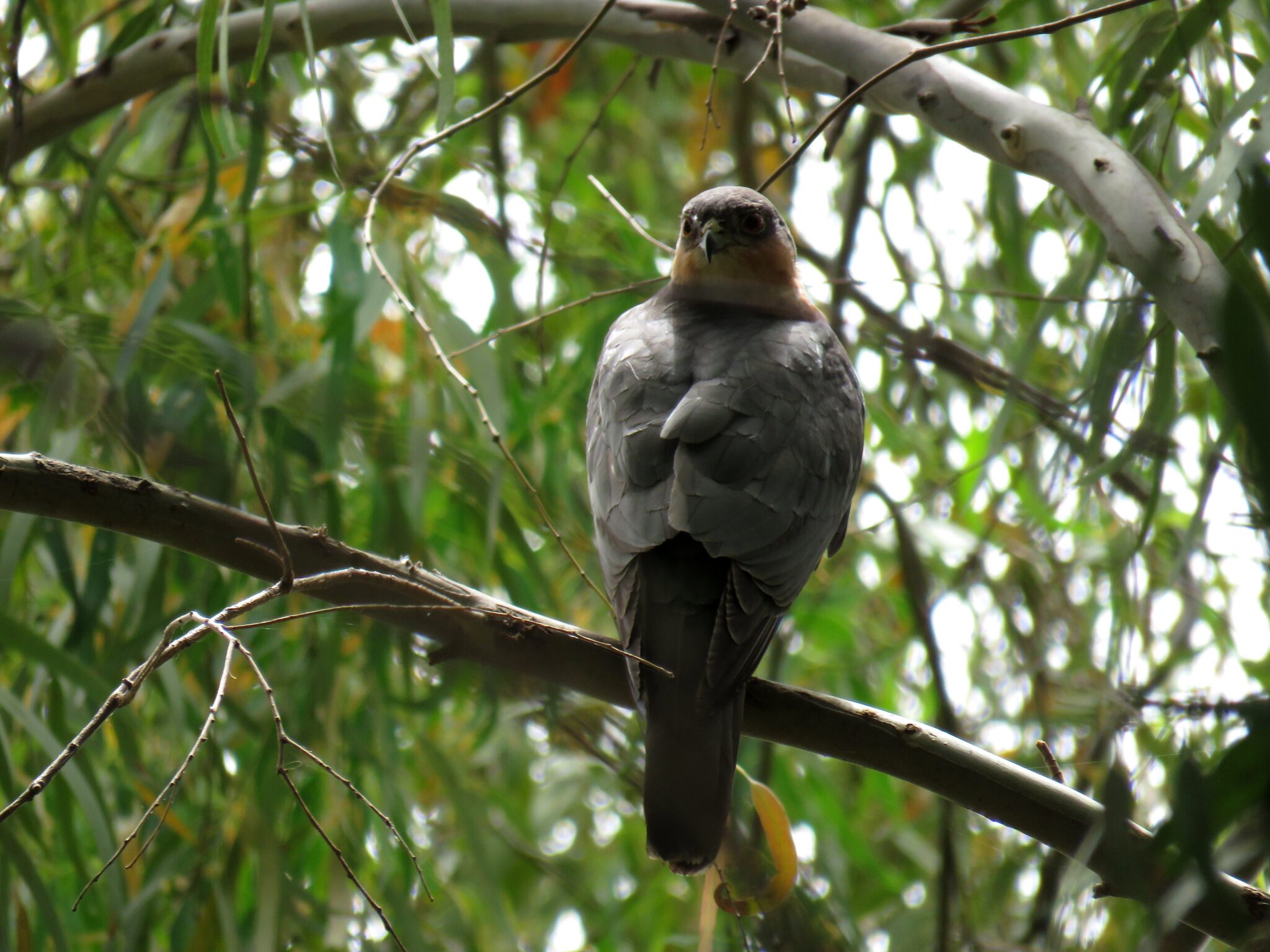 נץ מצוי עומד על ענף