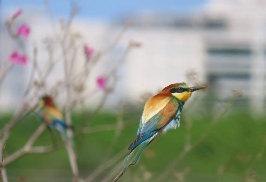 שרקרק מצוי בנוף עירוני
