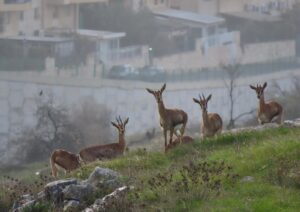 צבאים במורדות הר חומה בירושלים